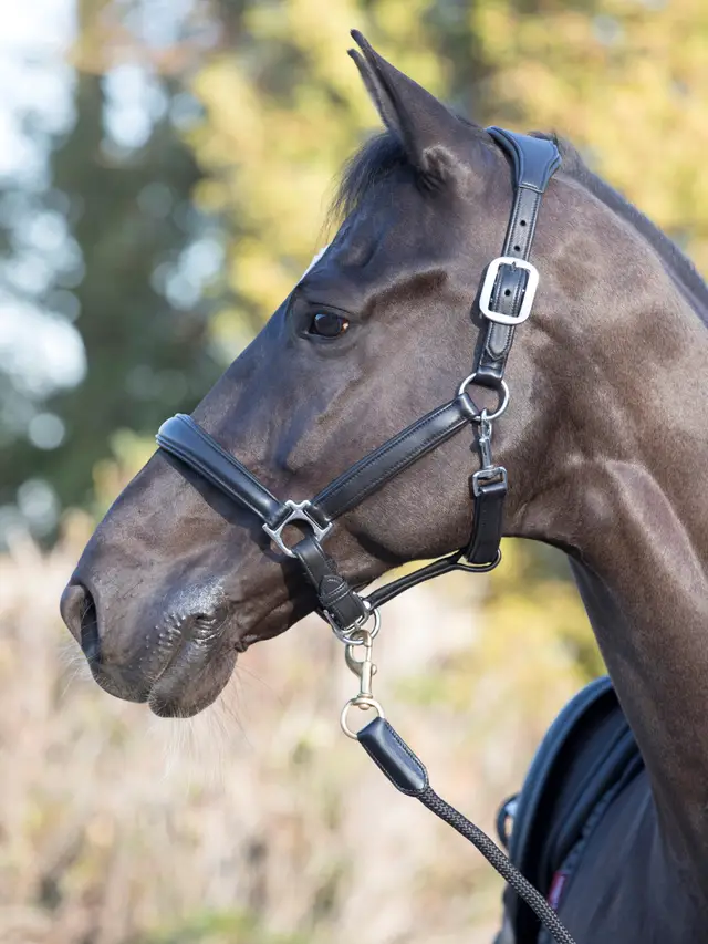 Brown-Horse-Wearing-Black-Halter