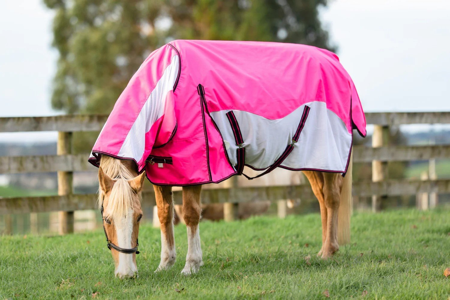 Pink-And-White-Waterproof-Horse-Rug-01